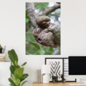 Poster Sloth Baby avec mère pendre d'un arbre (Bureau à domicile)