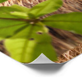 Poster Sloth Couple (Coin)