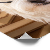 Poster Smart Doggie (Coin)