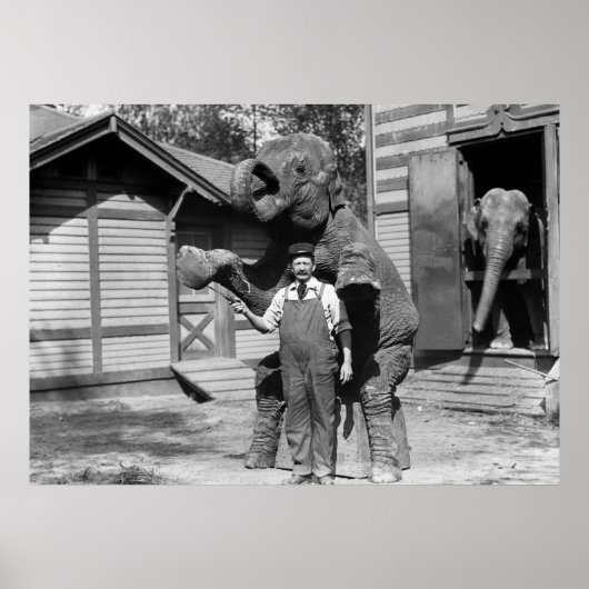 Poster Smart Elephant Trick, années 1910 (Devant)