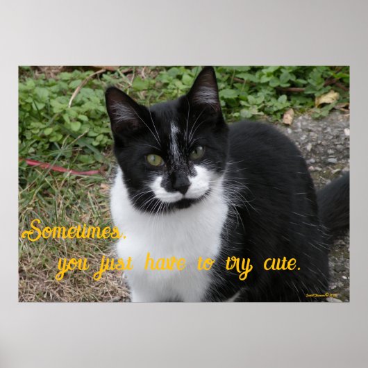 Poster Smiler says- Sometimes, you just have to try cute. (Devant)