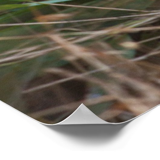 Poster Smiling Panda Portrait (Coin)