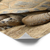 Poster Smiling Tortoise (Coin)