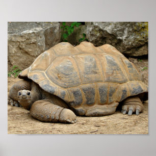 Poster Smiling Tortoise