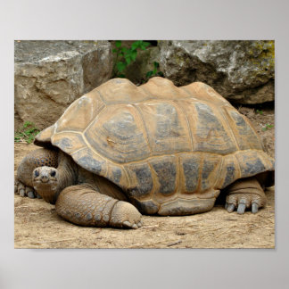 Poster Smiling Tortoise