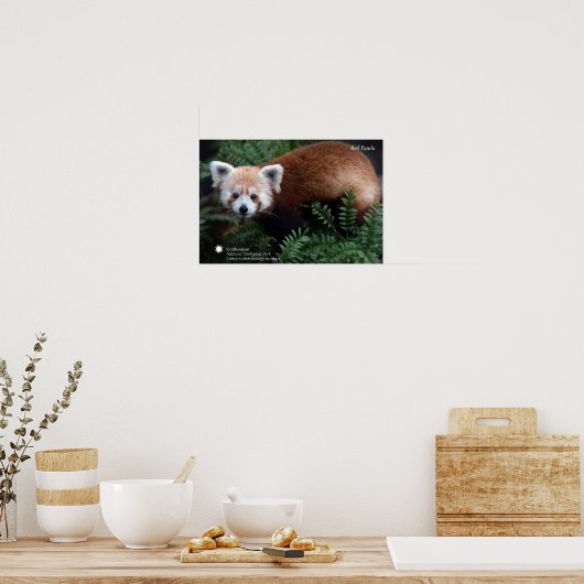 Poster Smithsonian | Panda rouge (Cuisine)