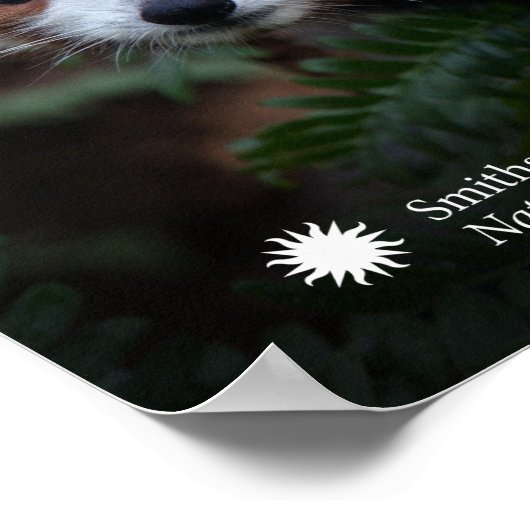 Poster Smithsonian | Panda rouge (Coin)