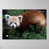 Poster Smithsonian | Panda rouge (Devant)