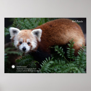 Poster Smithsonian   Panda rouge