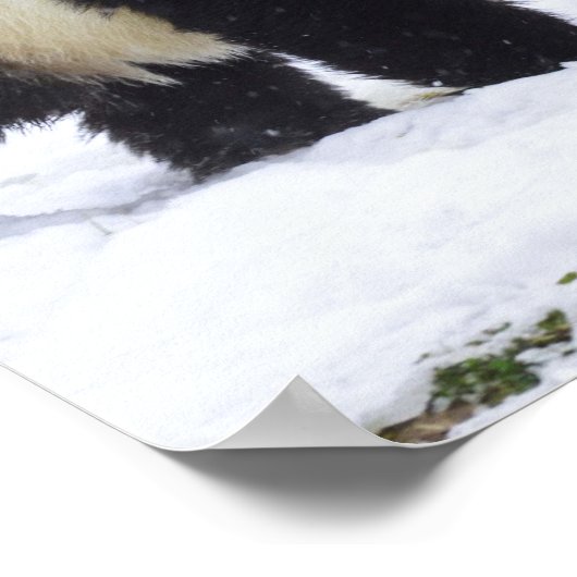 Poster Smithsonian | Pandas Géants Dans La Neige (Coin)