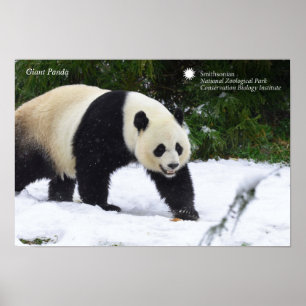Poster Smithsonian   Pandas Géants Dans La Neige