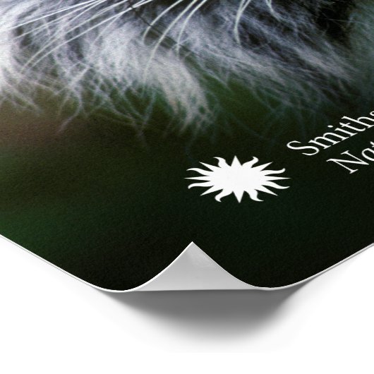 Poster Smithsonian | Sumatran Tiger Soyono (Coin)