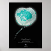 POSTER SMITHSONITE (Devant)