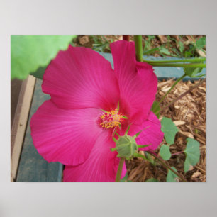 Poster Smitty's Flower One