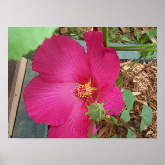 Poster Smitty's Flower One (Devant)