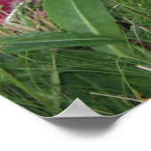 Poster Smoochie (Coin)