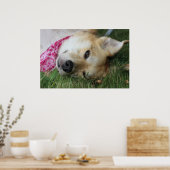 Poster Smoochie (Cuisine)