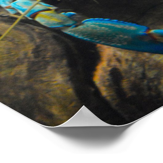 Poster Smooth Yabby (Coin)