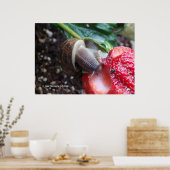 Poster Snail Eats fraise (Cuisine)