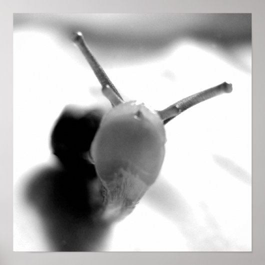 Poster Snail Kiss (Devant)