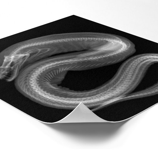 Poster Snake Skeleton (Coin)