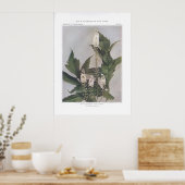Poster Snakeroot noir; Cohosh noir (Cuisine)