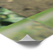 Poster Snapdragon (Coin)