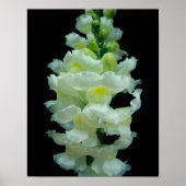 Poster Snapdragon blanc (Devant)