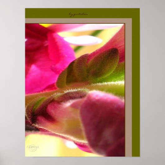 Poster Snapdragon Blossom CloseUp PhotoPoster par gretche (Devant)
