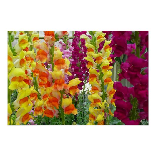 Poster Snapdragons colorés floraux (Devant)