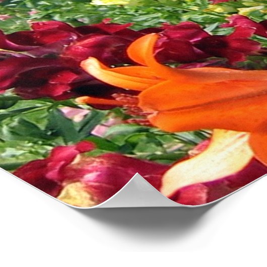 Poster Snapdragons de fusées gras (Coin)