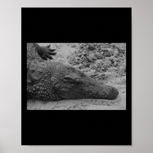 Poster Snapper Croc Noir Et Blanc Espagne Verticale (Devant)