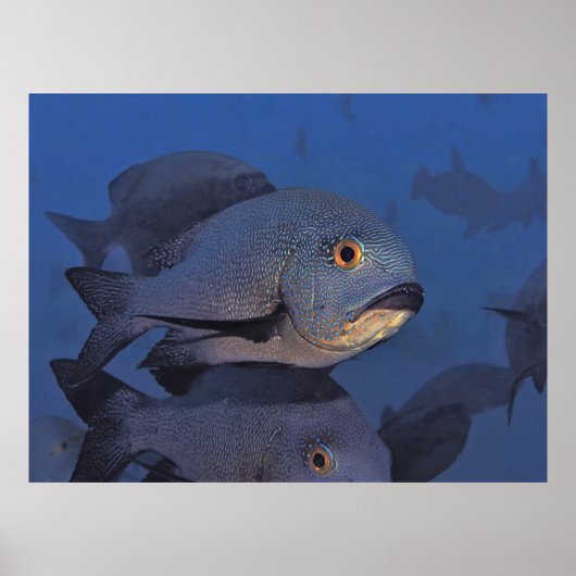 Poster Snapper de minuit (Devant)