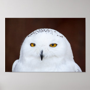 Poster SNEEUW OWL FOTOGRAFIE