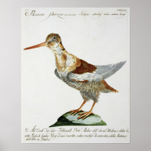 Poster Snipe, c.1767-76 (gravure à la main)