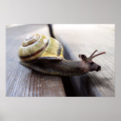 Poster Snoie (Devant)