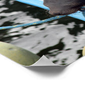 Poster Snooing Galapagos Lion de mer (Coin)