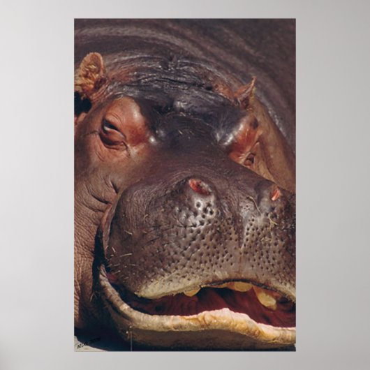 Poster Snooing Hippopotamus Portrait (Devant)