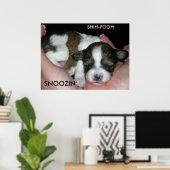 POSTER SNOOZIN', 2 SEMAINES SHIH-POO, S... (Bureau à domicile)