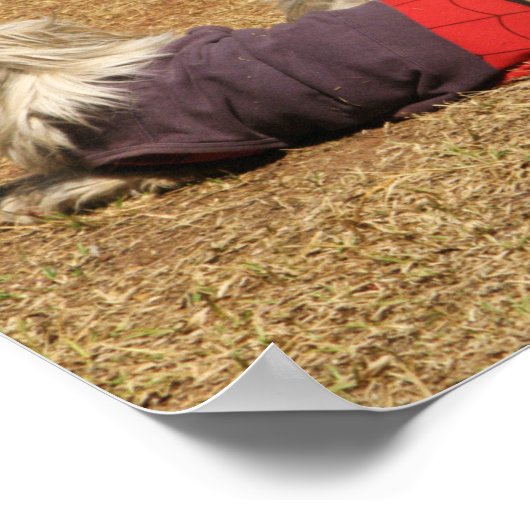 Poster Snoozing à Nong Khai (Coin)