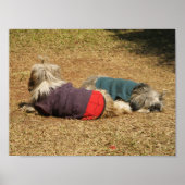 Poster Snoozing à Nong Khai (Devant)