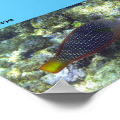 Poster Snorkel à Poipu Beach (Coin)