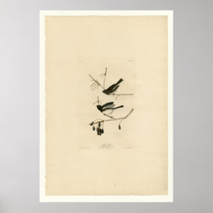 Poster Snow Bird