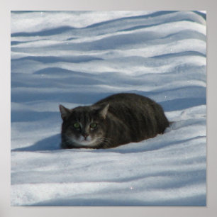 POSTER SNOW CAT