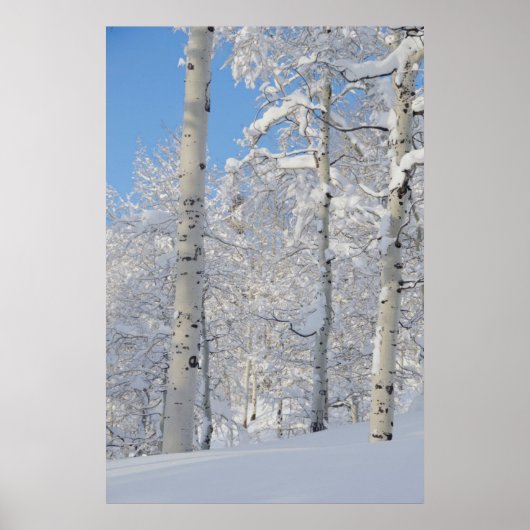 Poster Snow-Covered Aspens, Beartrap-desolation Ridge (Devant)