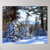 Poster Snow-covered Red Fir trees (Devant)