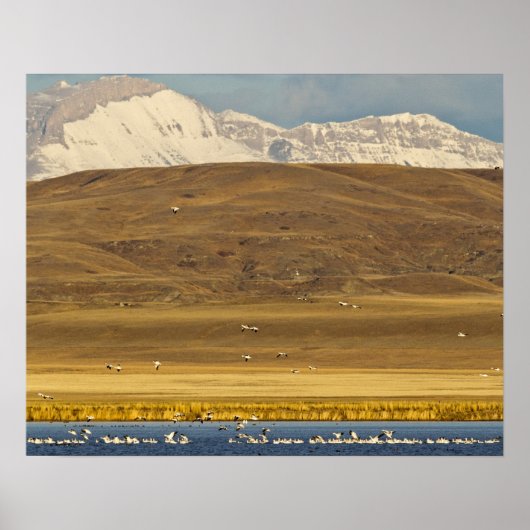 Poster Snow geese during (Devant)