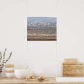 Poster Snow geese during (Cuisine)