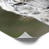Poster Snow Leopard (Hoek)