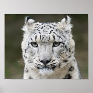 Poster Snow Leopard